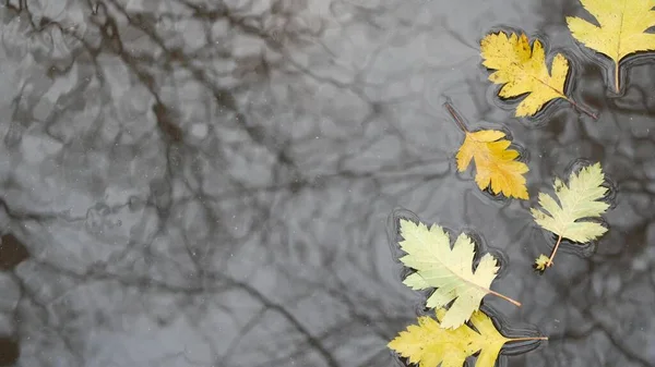 Hojas de roble amarillo otoño caído, charco sobre asfalto gris. Caída desnudo árbol sin hojas — Foto de Stock