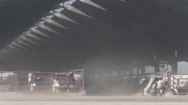 Mandıradaki inekler, çiftlik hayvanları süt endüstrisi. Sığırlar ahırda, ahırda ya da ahırda.