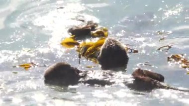 Vahşi su samuru. Okyanus suyunda yüzen su samuru. Kaliforniya kıyısı vahşi yaşamı..