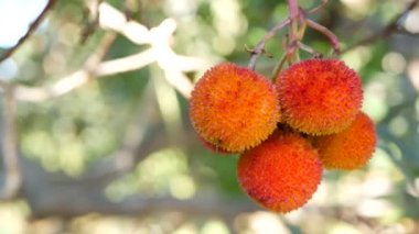 Çilek ağacı meyvesi, İrlanda arbutusu unedo üzümü, kain kamışı elması. Avrupa bitkileri.