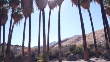 Palmiye ağaçları, Los Angeles yakınlarındaki Palm Springs, Kaliforniya çöl vahası Flora.