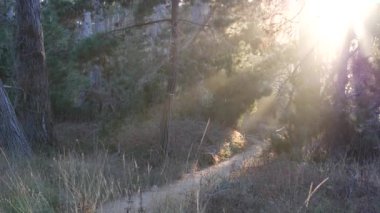 Ormanda ya da ormanda yol, korulukta yol. Kozalaklı çam ağacı. Kaliforniya