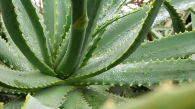 Aloe vera, çiy ya da yağmur suyu damlaları, taze sulu nemli bitki yaprakları