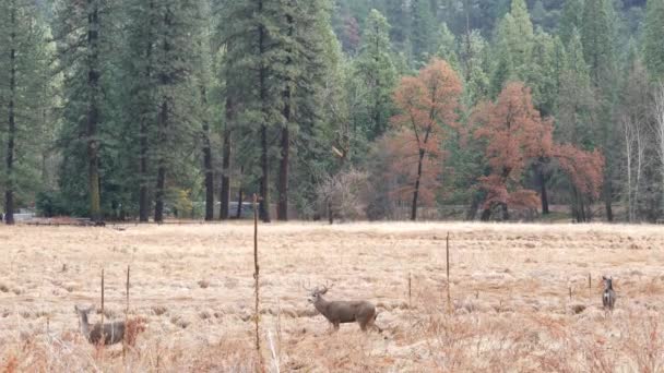 Família de veados selvagens pastando, prado no vale de Yosemite, fauna da vida selvagem da Califórnia. — Vídeo de Stock