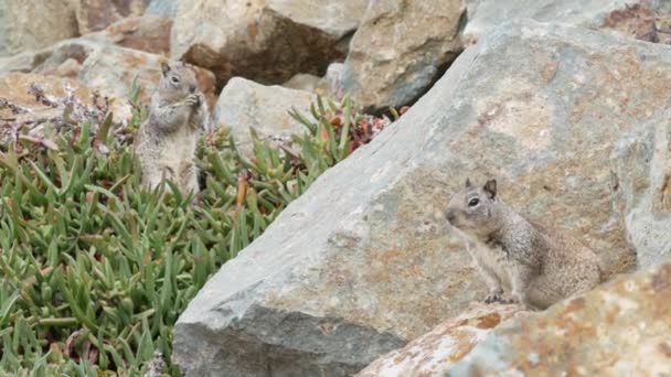 캘리포니아 땅다람쥐, 해변 모래에 사는 설치류, 수분 이 풍부 한 얼음 식물. — 비디오