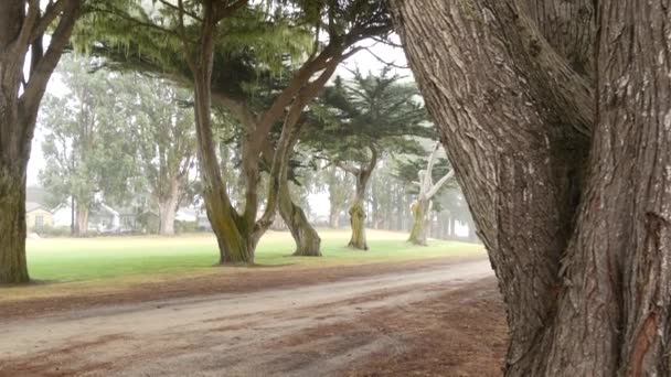 Hutan Misty Misterius. Baris pohon di hujan berkabut California, terowongan koridor — Stok Video