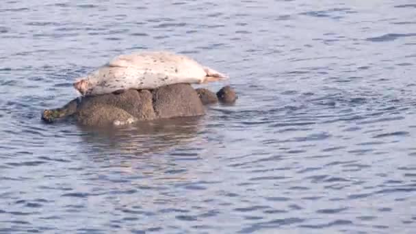 Foca de piel manchada salvaje dormir en la roca, puerto pacífico león marino descansando. California — Vídeo de stock