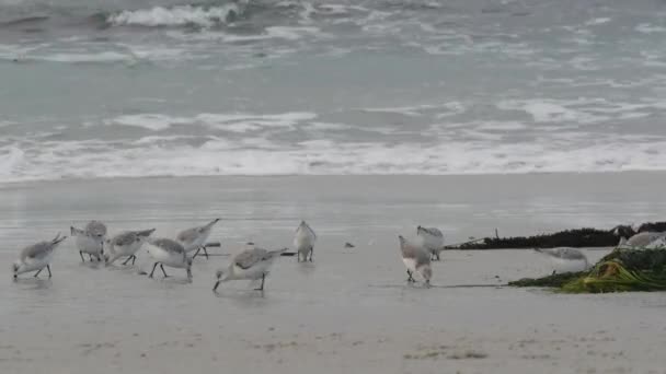 Ondas oceânicas e aves arenosas correm na praia, pequena ave arenosa. — Vídeo de Stock