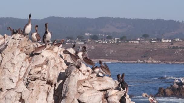 Troupeau de pélican brun sur la roche dans l'océan, Point Lobos faune, Oiseaux de Californie. — Video