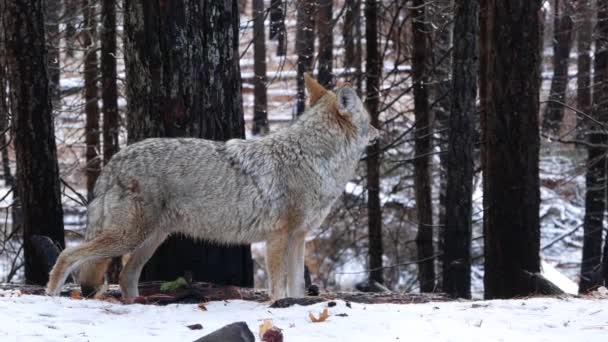 Wild wolf, coyote 또는 coywolf, winter snowy fores, California Wildlife fauna, USA — 비디오