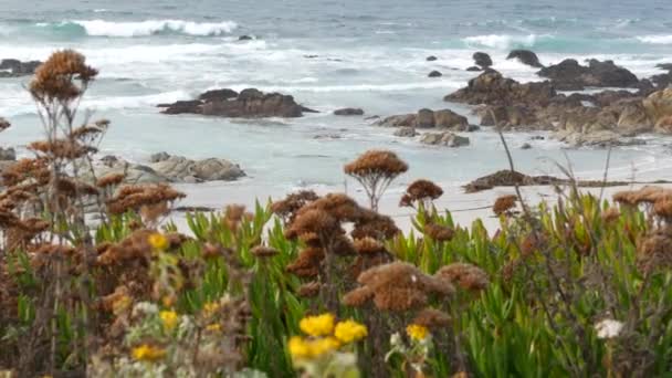 17 mil jazdy, Monterey California. Skaliste skaliste wybrzeże oceanu, fala. Kwiaty ziół — Wideo stockowe