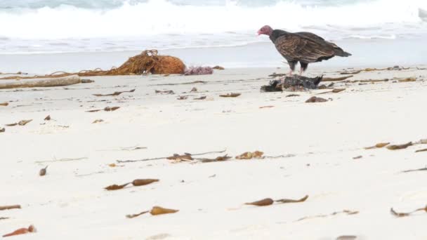 Avvoltoio tacchino che mangia cadaveri di animali morti, animali selvatici della California. Poiana ruspante — Video Stock