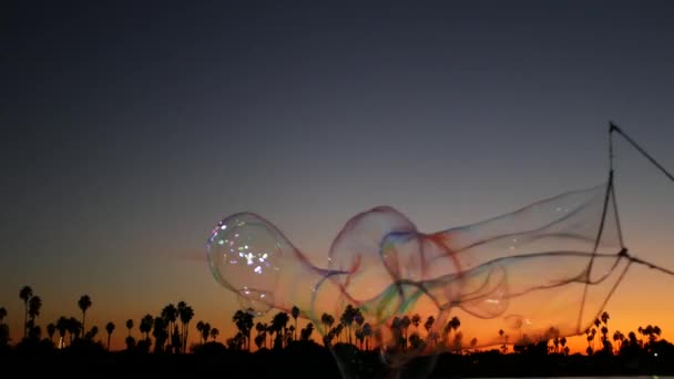 Palm trees silhouettes, sunset ocean beach, soap bubbles, California coast, USA. — Stock Video