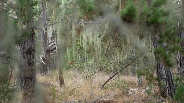 Lace Flechten Moos hängen, Baum im tiefen Wald. Holz, Hain oder Wald. Parasit — Stockvideo