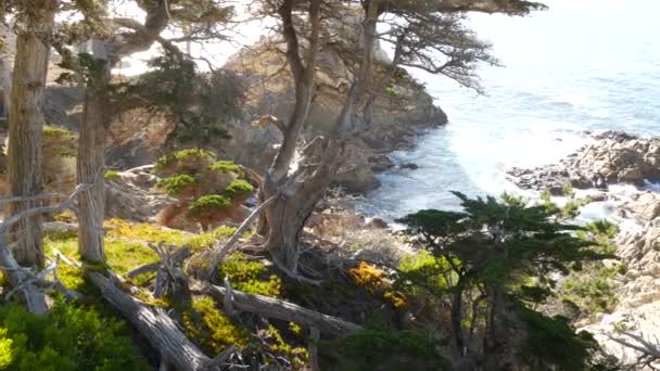 Fale oceaniczne, cyprysowy las sosnowy, 17 mil jazdy, Monterey, wybrzeże Kalifornii — Wideo stockowe