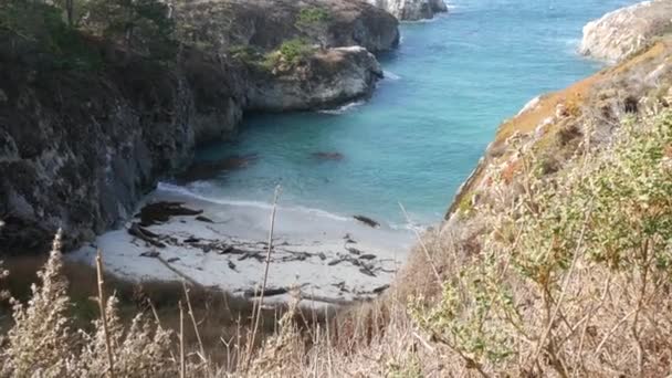 野生の斑点のある毛皮のアザラシの新人、太平洋岸のアシカの休息、カリフォルニアビーチ — ストック動画