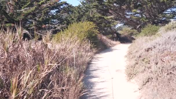 Caminho na floresta ou madeira, trilha no arvoredo. Pinheiro de coníferas. Califórnia — Vídeo de Stock