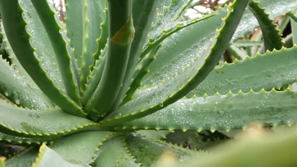 Aloe vera, kapky rosy nebo dešťové vody, čerstvé šťavnaté vlhké šťavnaté listy rostlin — Stock video