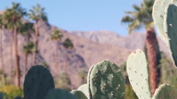 Pálmafák, kaktusz, hegyek, Kalifornia völgyi természet. Arid sivatagi oázis flóra — Stock videók