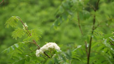 Bahar ormanlarında nemli yapraklara yağmur damlaları düşer. Islak yeşil ağaçlara damlacıklar