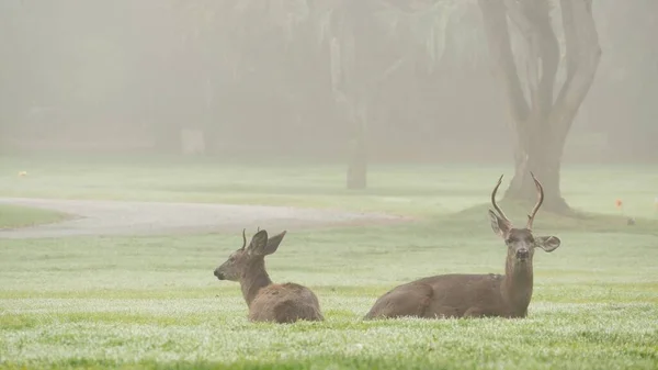 Два диких оленя самец с рогами и самка пасутся. Пара или пара животных. — стоковое фото