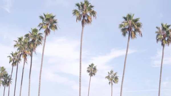 Row of palm trees on street near Los Angeles, California coast, beach vacations. — Stock Photo, Image