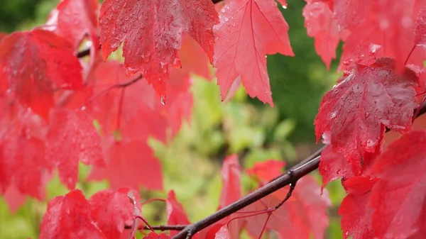 Rain drops, red autumn maple tree leaves. Water droplet, wet fall leaf in forest — Stock Photo, Image