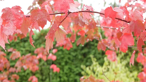Gotas de lluvia, hojas de arce de otoño rojo. Gotita de agua, hoja húmeda de otoño en el bosque — Foto de Stock