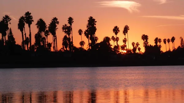 Veel palmbomen silhouetten reflectie, zonsondergang oceaan strand, Californië kust Verenigde Staten — Stockfoto