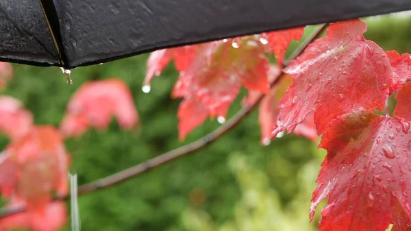 De debajo de paraguas húmedo negro gotas de lluvia otoño goteo. Gotas de caída goteo. — Foto de Stock
