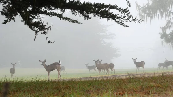 Дикий молодой олень, семейное выпас, кипарис в туманном лесу. Калифорния. — стоковое фото