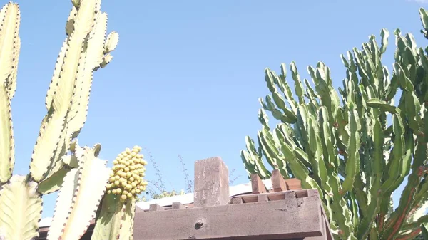 Meksykański ogród wiejski. Sukulentne rośliny, rustykalne ranczo w Kalifornii, wysoki kaktus. — Zdjęcie stockowe