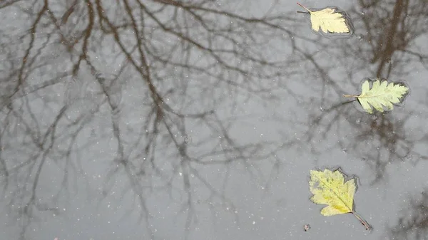 Hojas de roble amarillo otoño caído, charco sobre asfalto gris. Caída desnudo árbol sin hojas — Foto de Stock