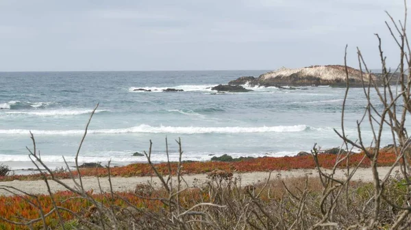 17-mile drive, Monterey, California. Rocky craggy ocean coast, waves. Succulents — Stock Photo, Image