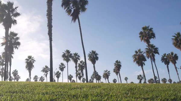 Palmiers et ciel, parc en bord de mer, plage océan Pacifique, côte californienne, États-Unis. — Photo