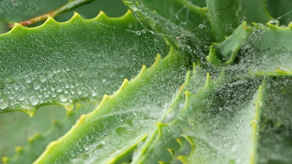 Aloes, krople wody deszczowej rosy, świeże wilgotne liście roślin, pajęczyna lub sieć. — Zdjęcie stockowe