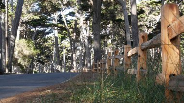 Sahne 17 mil, Monterey, California. Selvi ağacı ormanına yolculuk.
