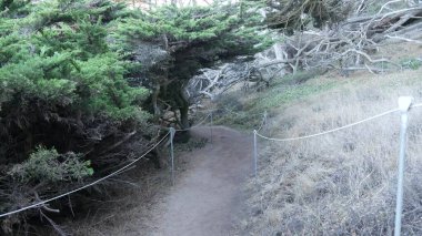 Ormanda ya da ormanda yol, korulukta yol. Kozalaklı çam ağacı. Kaliforniya