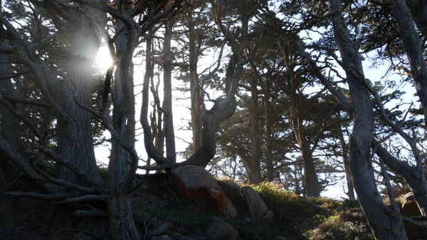 Vridna knotiga träd i skogen. Mystiskt torrt trä, tall cypressträ i mossa. — Stockfoto