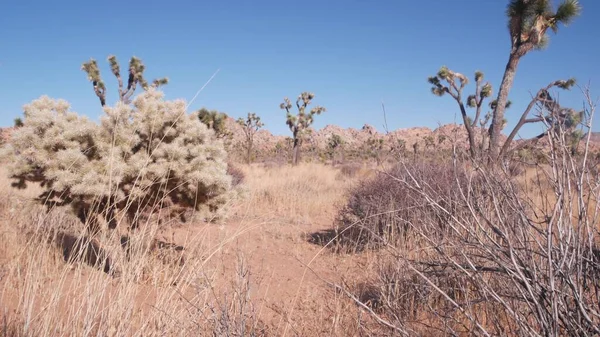 砂漠植物、ジョシュアツリー国立公園のサボテン、カリフォルニア谷の荒野 — ストック写真
