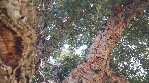 Großer Korkbaum, Korkholzstamm, Äste und Blätterdach. Wald oder Wald. — Stockfoto