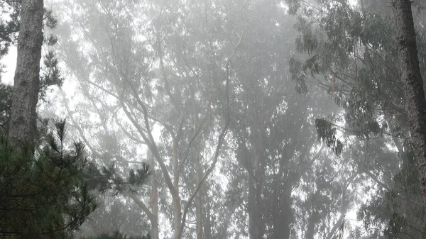 Árvores de eucalipto, floresta nebulosa nebulosa, gotas de tempo chuvoso, neblina, Califórnia EUA. — Fotografia de Stock