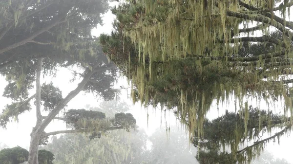 Кружевной лишайник висит мхом, туманные туманные лесные деревья. Сказочный лес, США. — стоковое фото