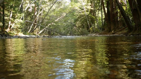 Rzeka w lesie lub lesie, kalifornijskie drewno. Strumień strumienia falistej powierzchni wody — Zdjęcie stockowe