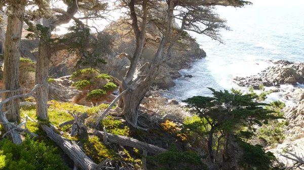 Ocean waves, cypress pine tree forest, 17-mile drive, Monterey, California coast — Stock Photo, Image