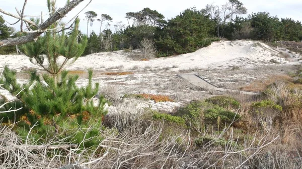 Tahta sahil yolu, kum tepesi, Kaliforniya kıyısı. Yaya yolu ya da yaya yolu