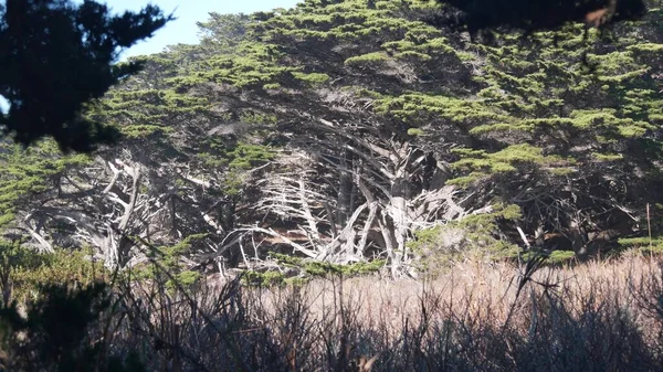 Vridna knotiga träd i skogen. Mystiskt torrt trä, tall cypressträ i mossa. — Stockfoto