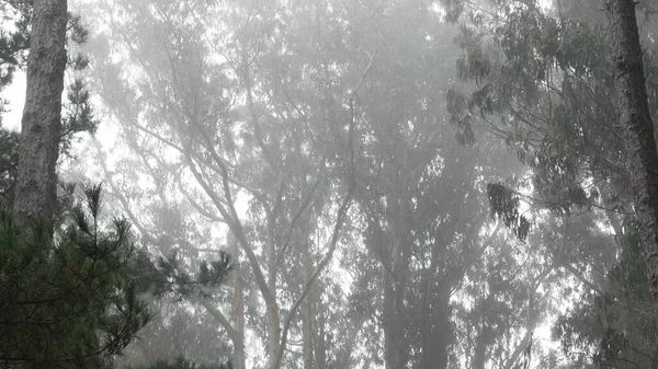 Eucalyptus trees, foggy misty forest, rainy weather drops, haze, California USA. Stock Picture