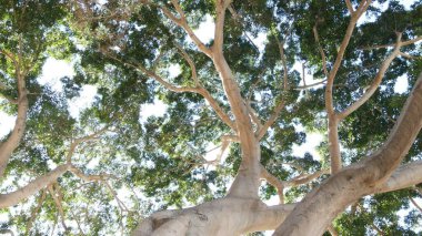 Ormandaki ya da yağmur ormanlarındaki büyük ağaçların tepe örtüsü. Dev uzun manolya ağacı