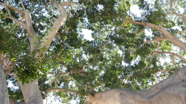Навес большого огромного дерева в джунглях или джунглях. Гигантское высокое дерево магнолии — стоковое фото